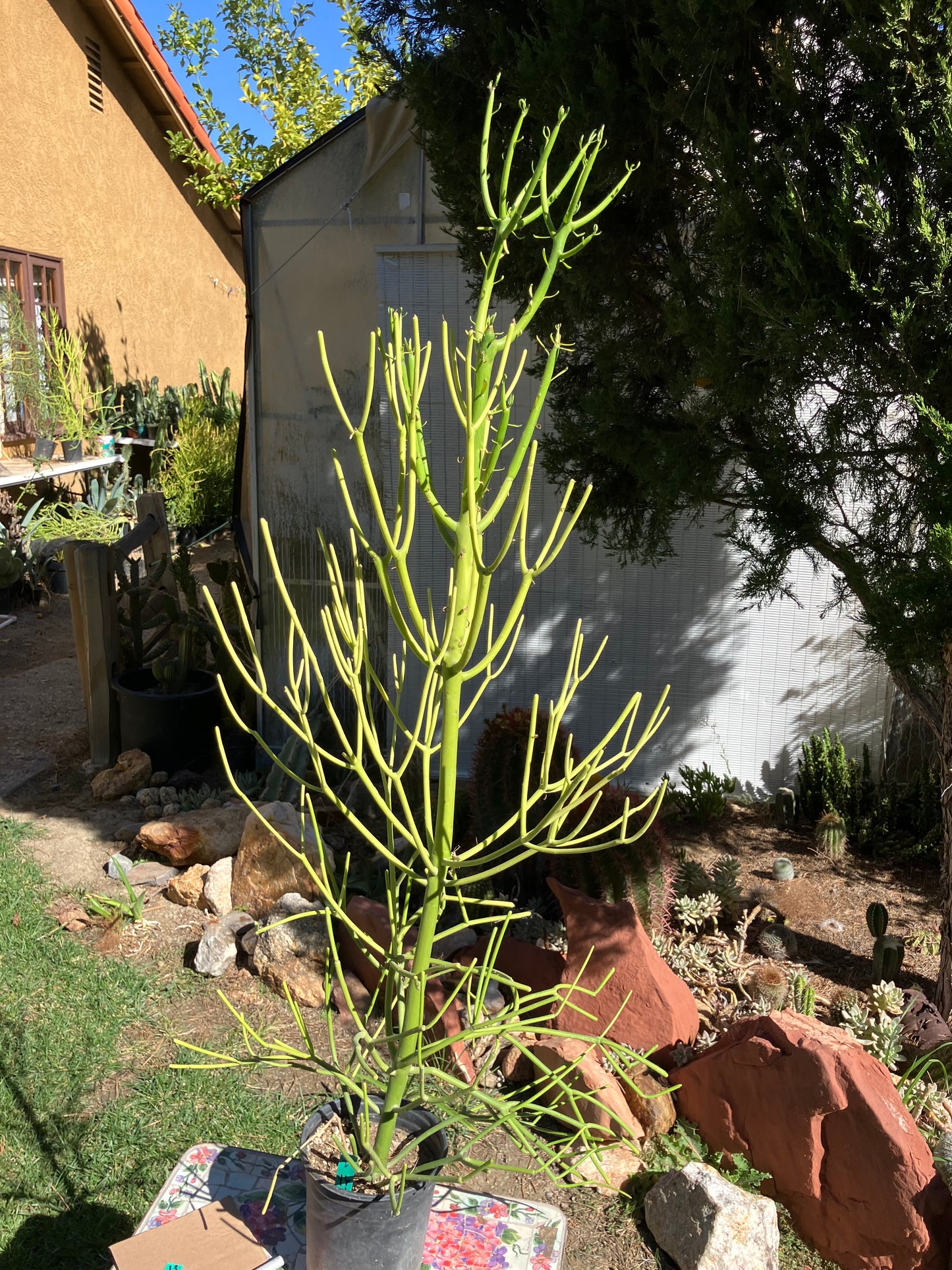 Euphorbia tirucalli Pencil Cactus/Succulent 46"Tall 18"Wide #27G