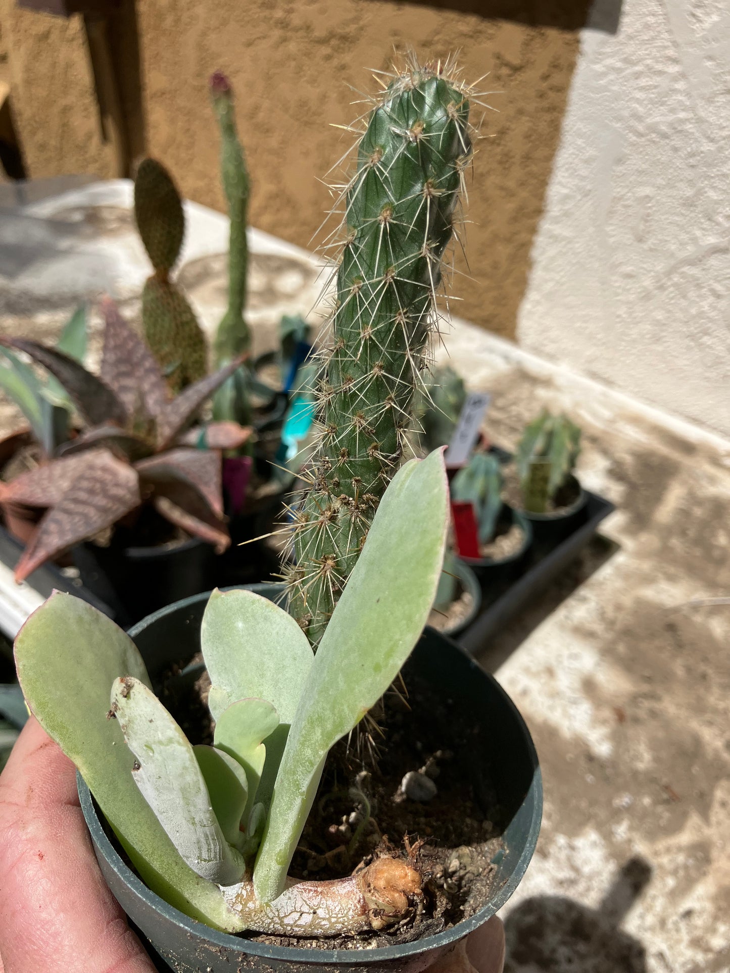 Cholla Cylindropuntia  Buckhorn 5”T #7Y