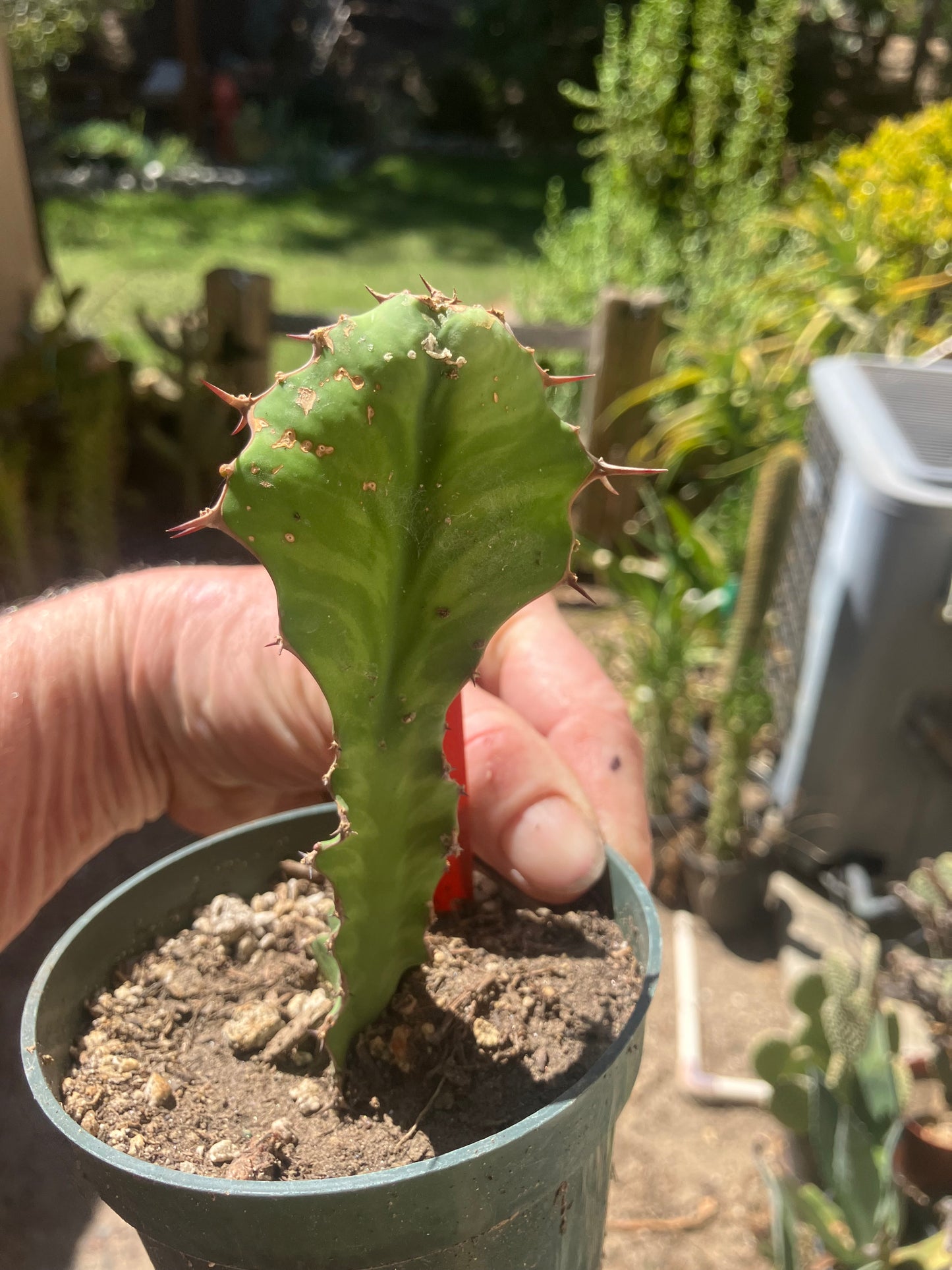 Euphorbia pseudocactus Zig Zag 5”Tall #55R