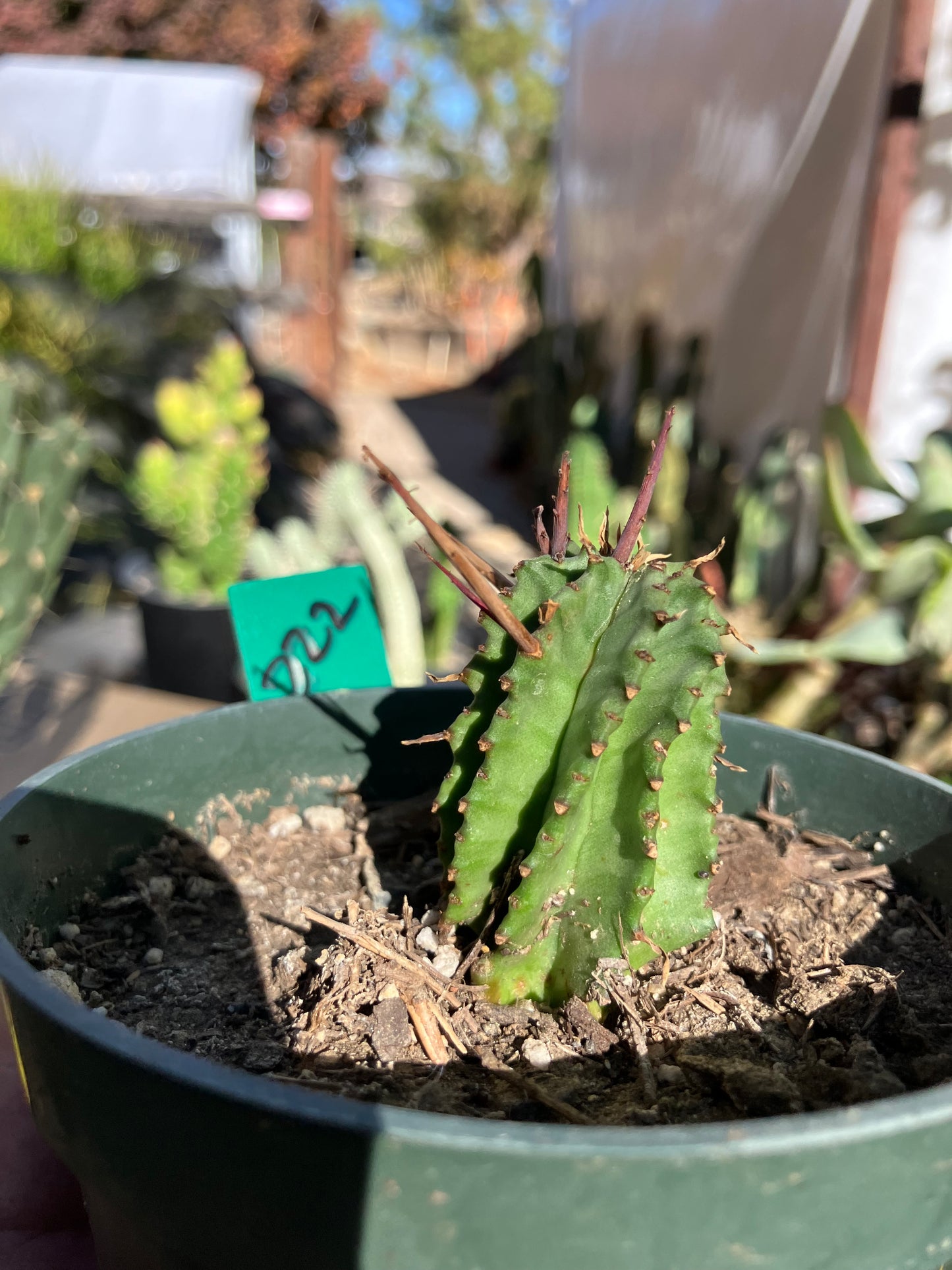 Euphorbia Horrida Noorsveldensis 2" Tall #222G