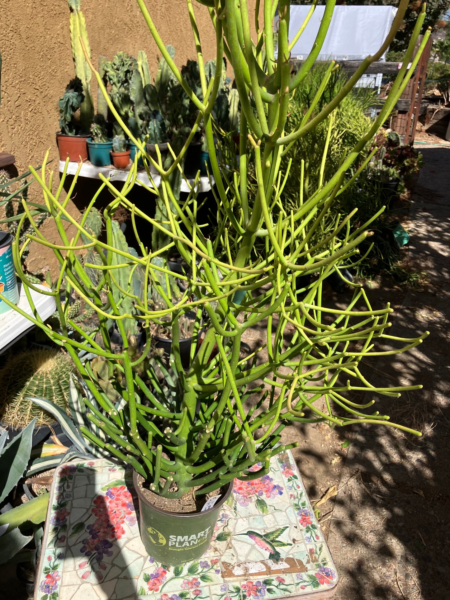 Euphorbia tirucalli Pencil Cactus/Succulent 35"Tall 19"Wide #12B