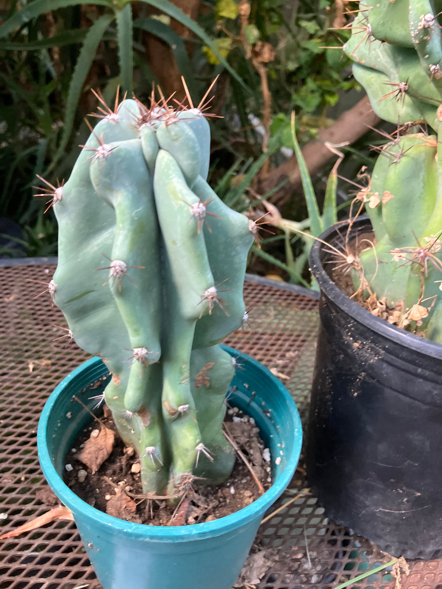 Cereus Peruvianus Monstrose Night Blooming 8”Tall #97Y