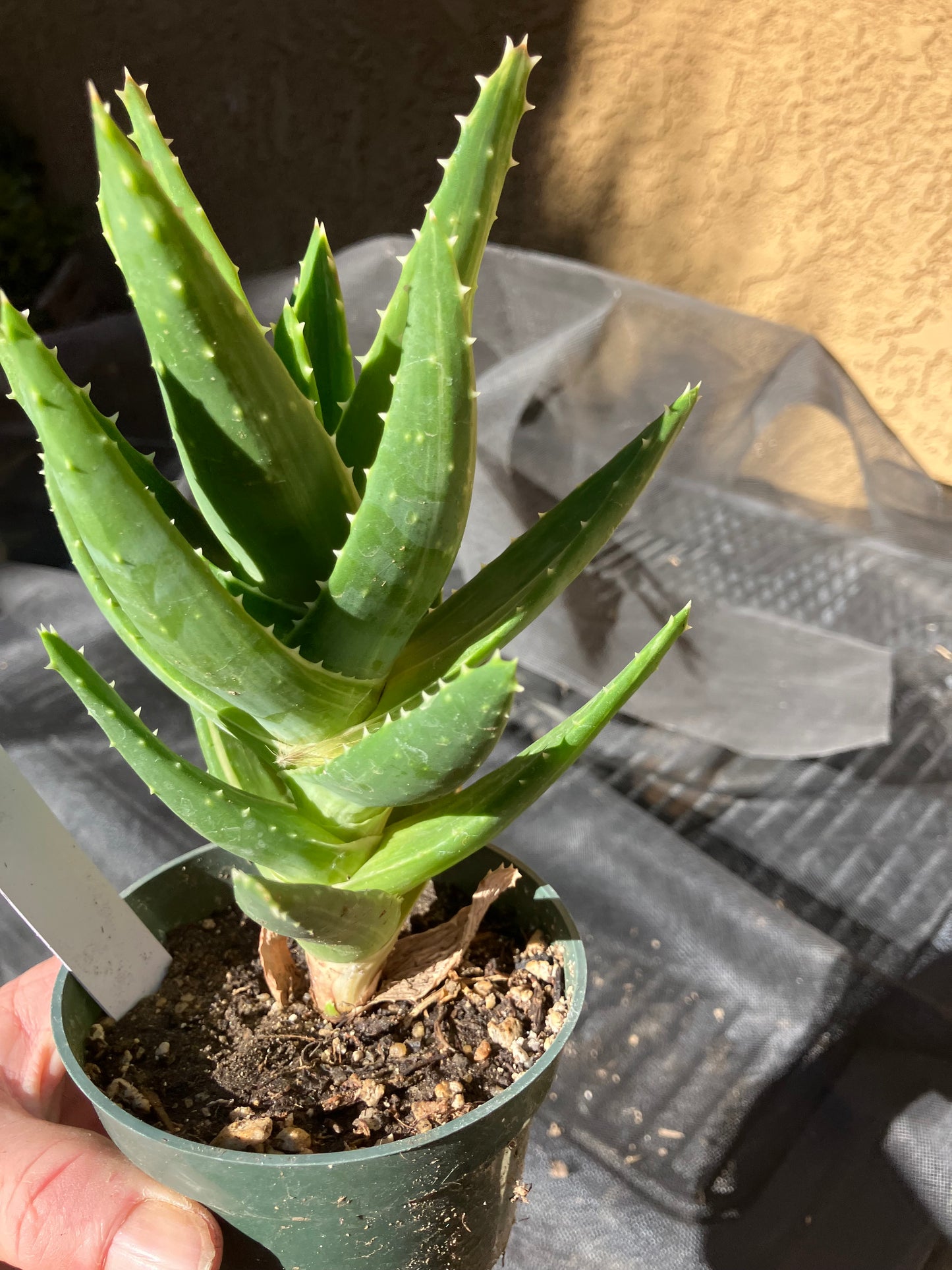 Aloe nobilis  Succulent 6" Tall #196W