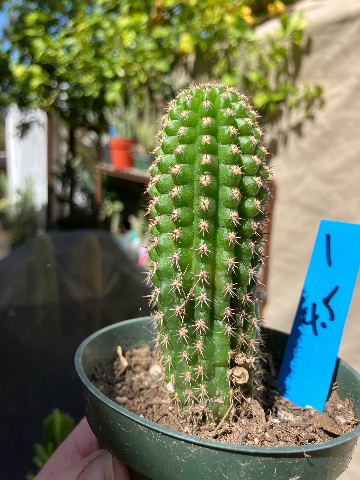 Pachycereus pecten-aboriginum  Indian Comb Cactus 4"Tall #2G