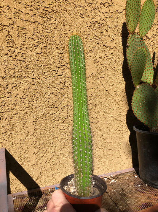 Golden Torch Cactus - Trichocereus spachianus 14" Tall #3B