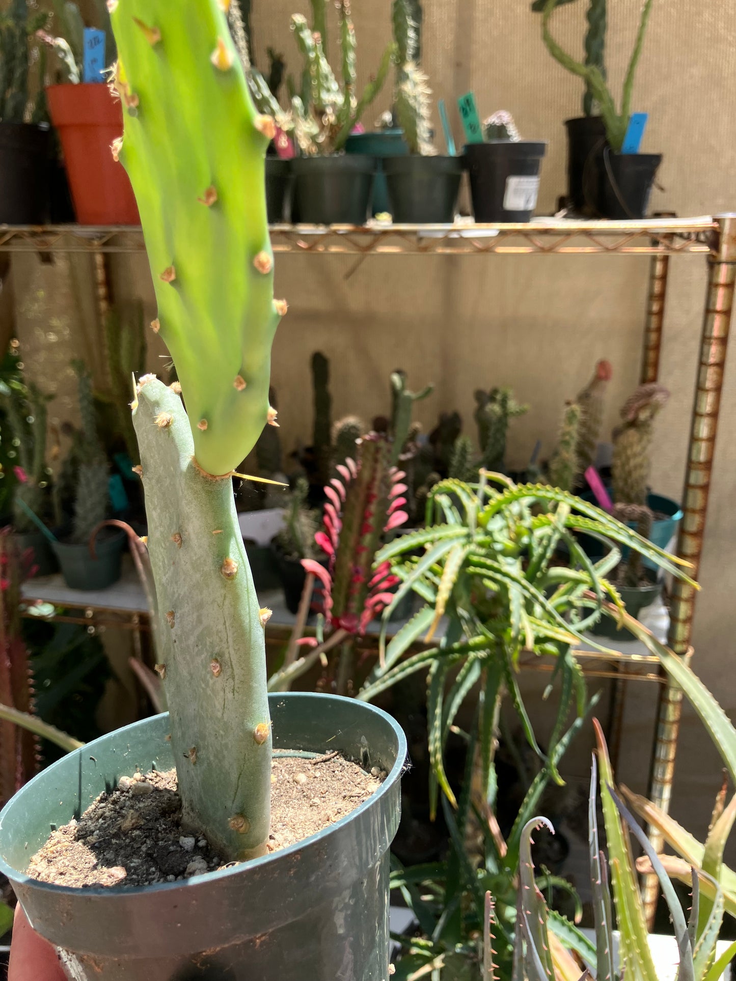 Opuntia Emerald wave Cactus 8”Tall  #8P*