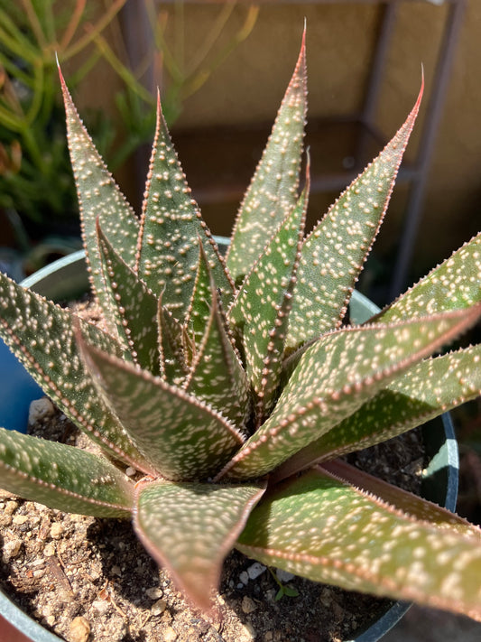 Guinea-fowl aloe  Aristaloe aristata 4”Wide #41B