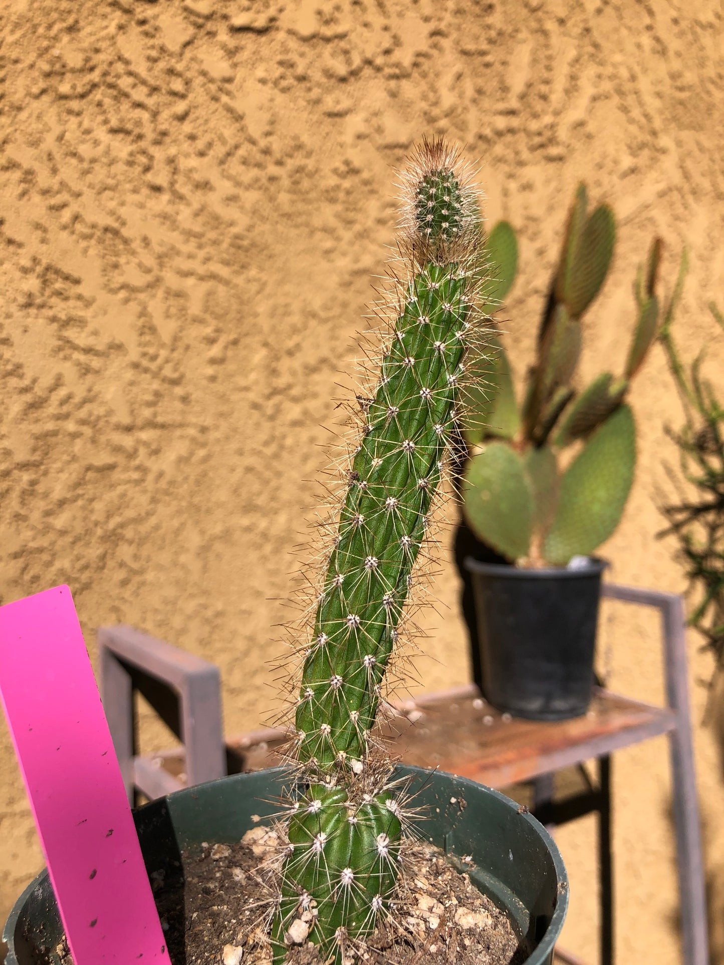 Echinocereus pensilis Snake Cactus Plant 6"Tall #68P