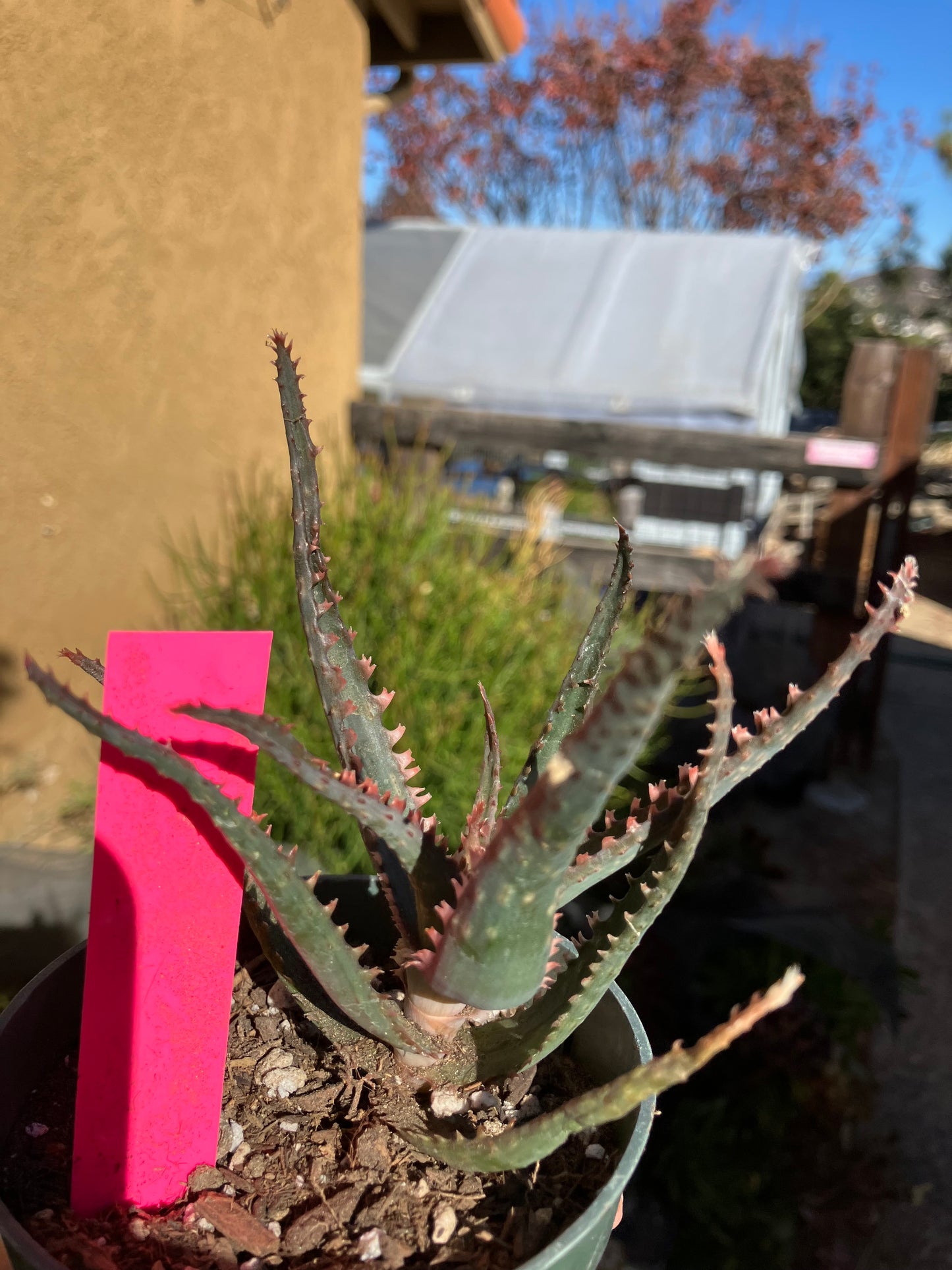 Aloe  Swordfish Succulent 4"Wide #1P