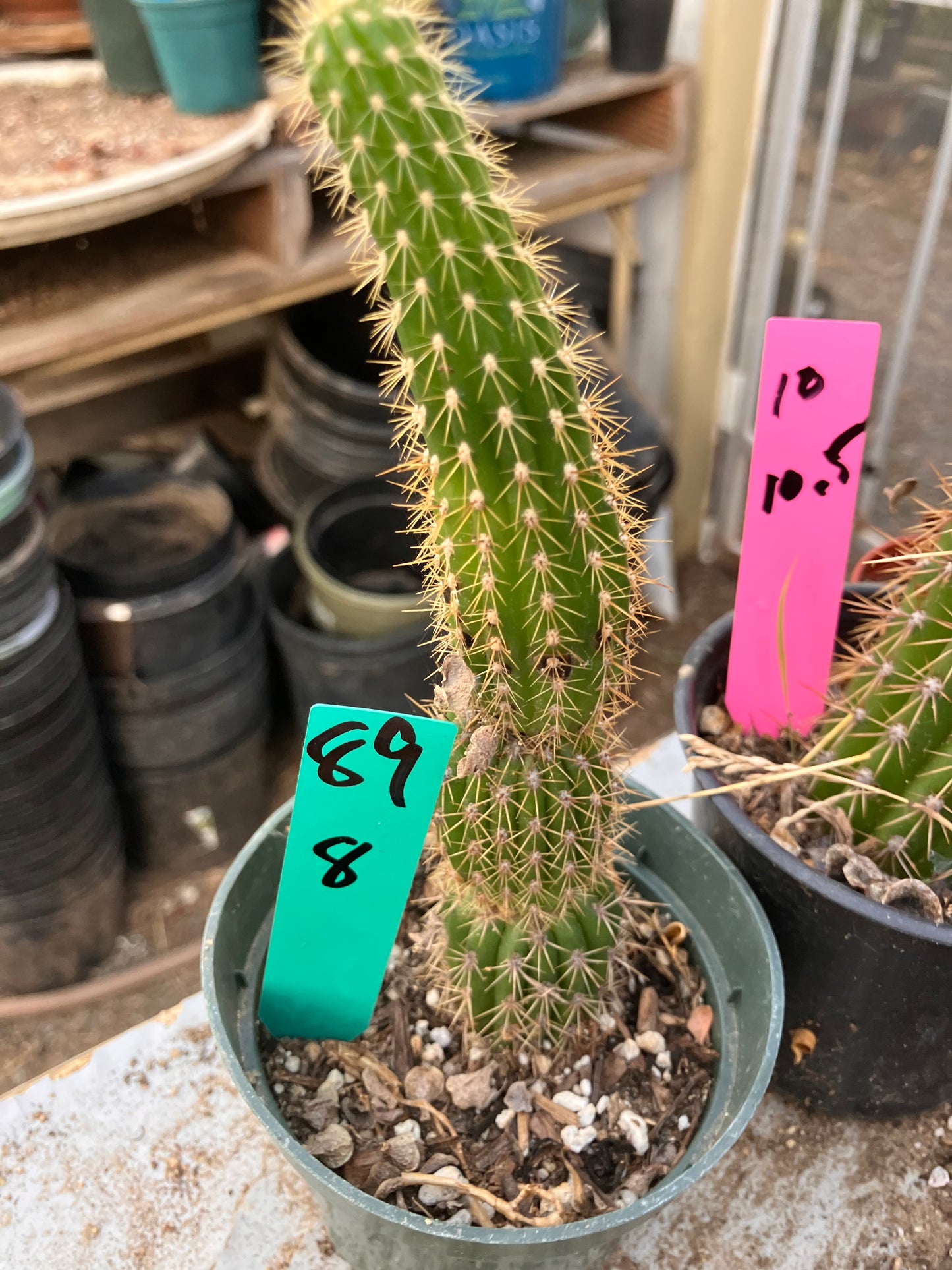 Golden Torch Cactus - Trichocereus spachianus 8”Tall #89G