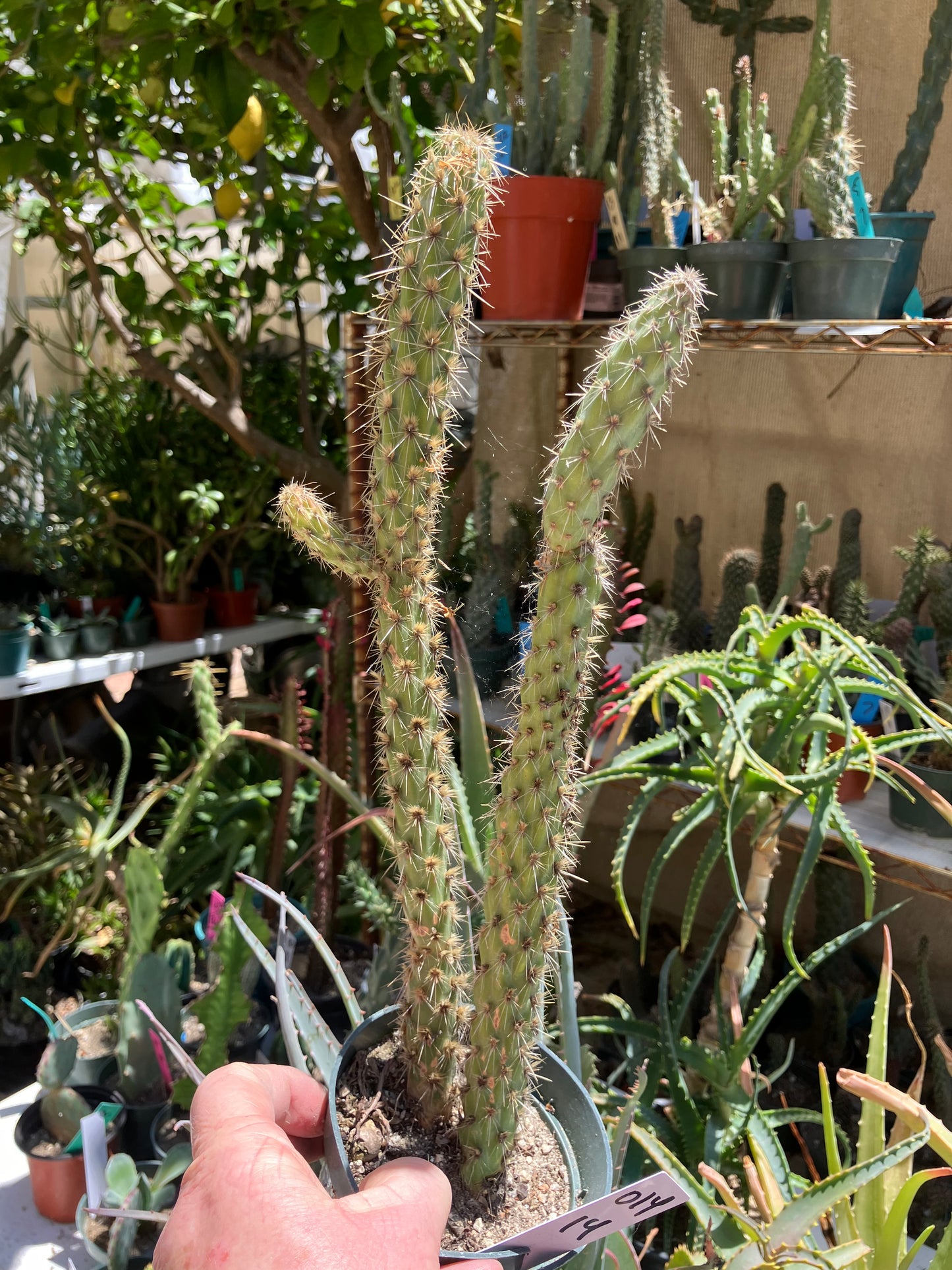 Cholla Cylindropuntia  Buckhorn  Cactus 14”Tall #014W