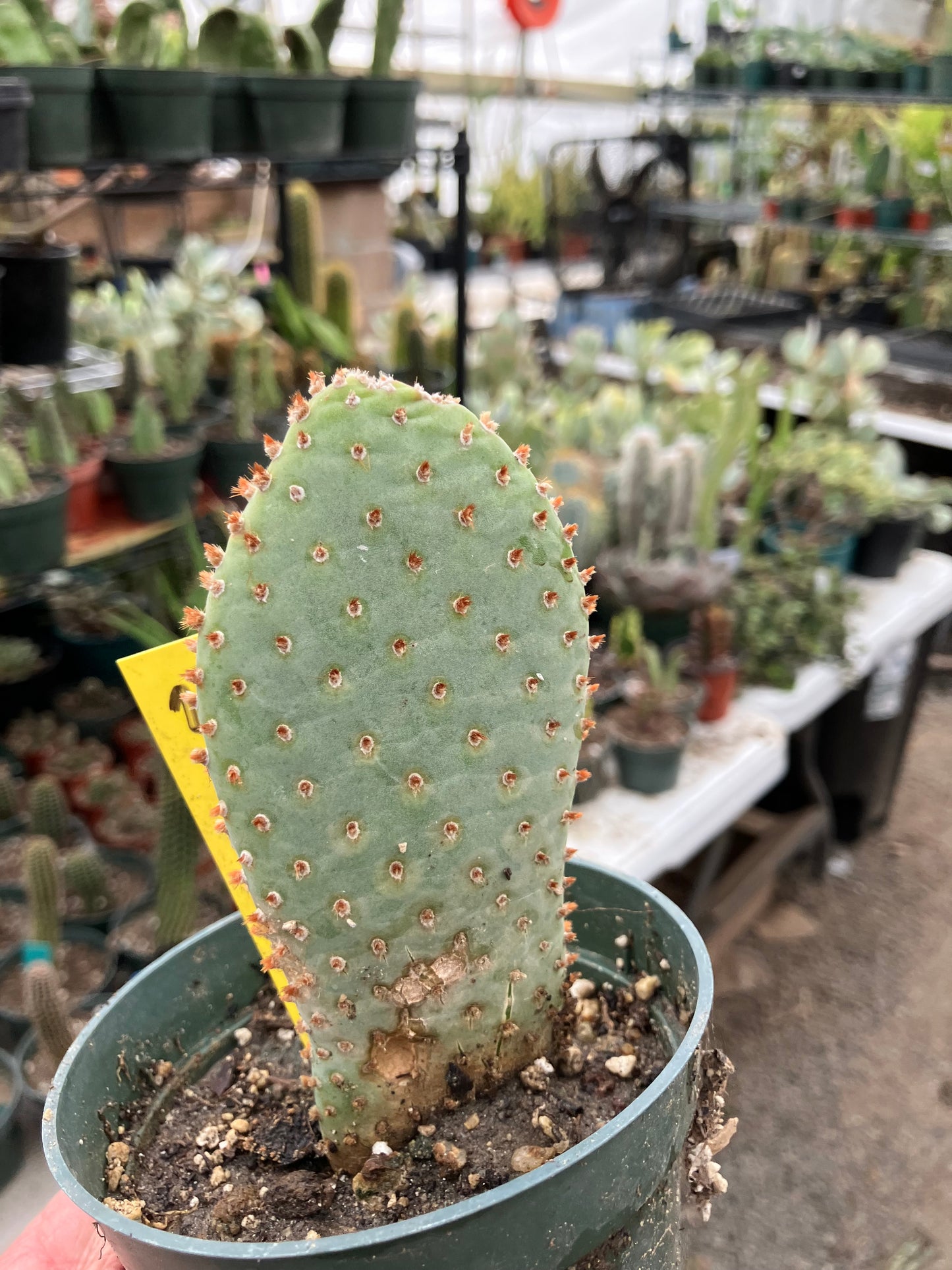 Opuntia Basilaris Beavertail Cactus 5"Tall #31Y