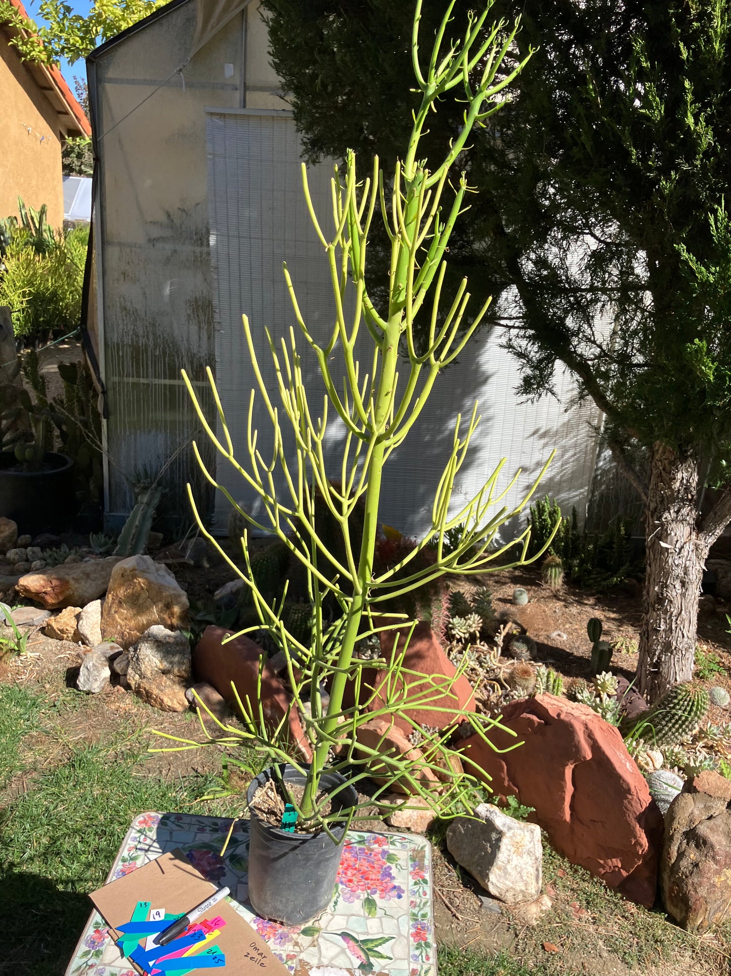 Euphorbia tirucalli Pencil Cactus/Succulent 46"Tall 18"Wide #27G