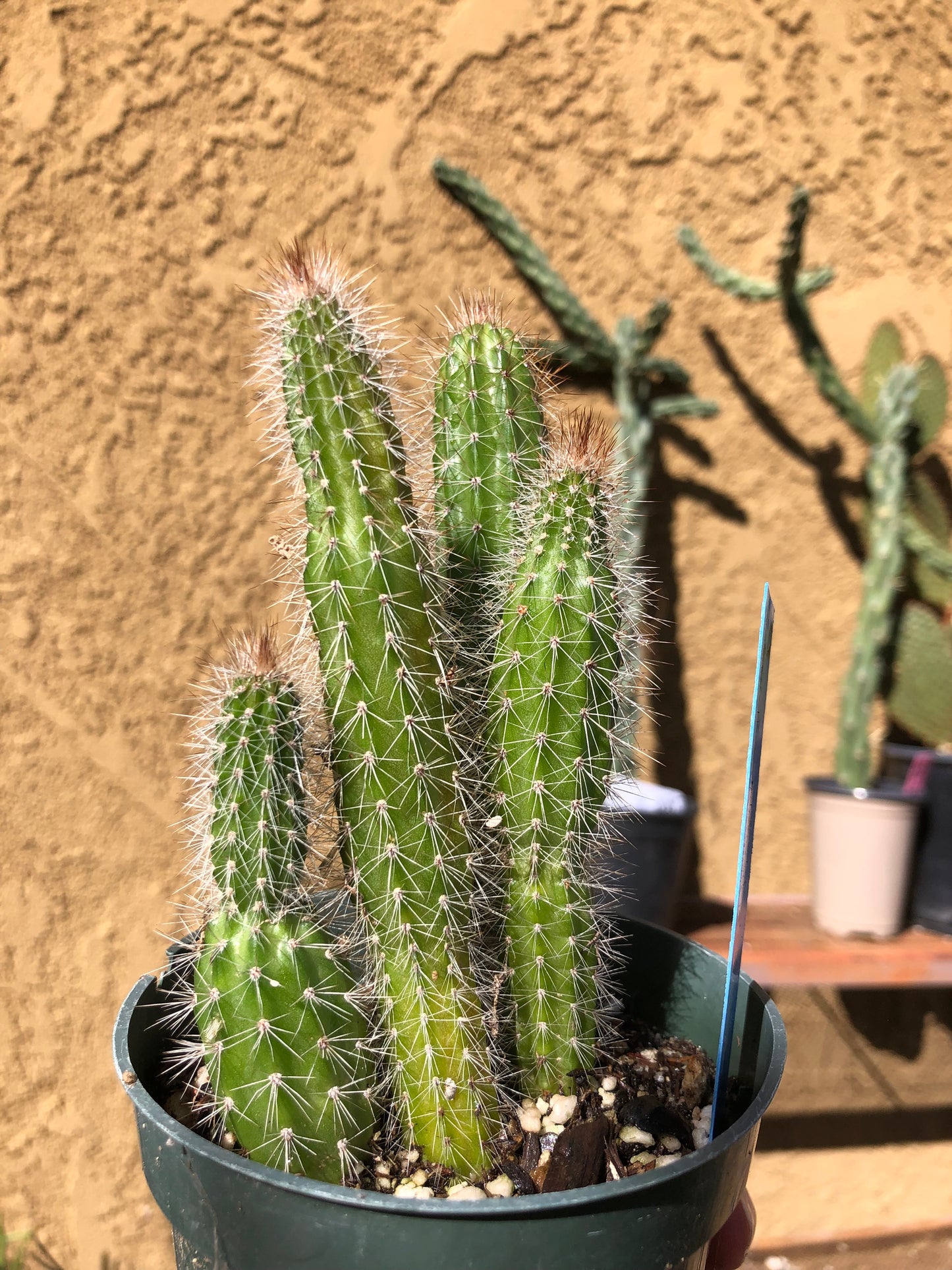 Echinocereus pensilis Snake Cactus Plant 6"Tall #60B