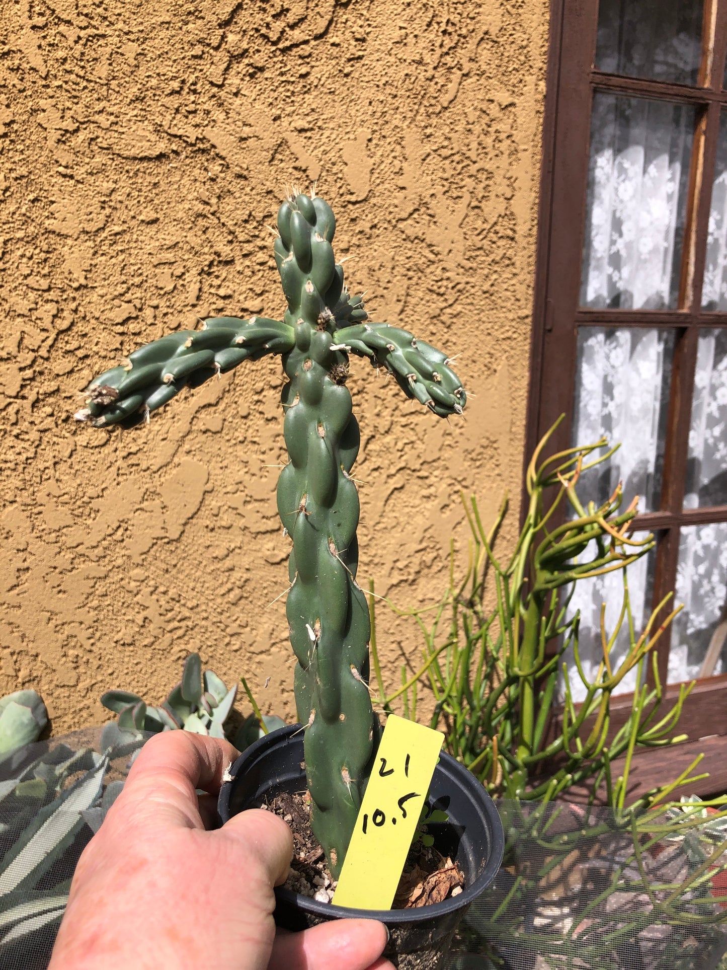 Cholla Cylindropuntia  Buckhorn 10.5”Tall #21Y