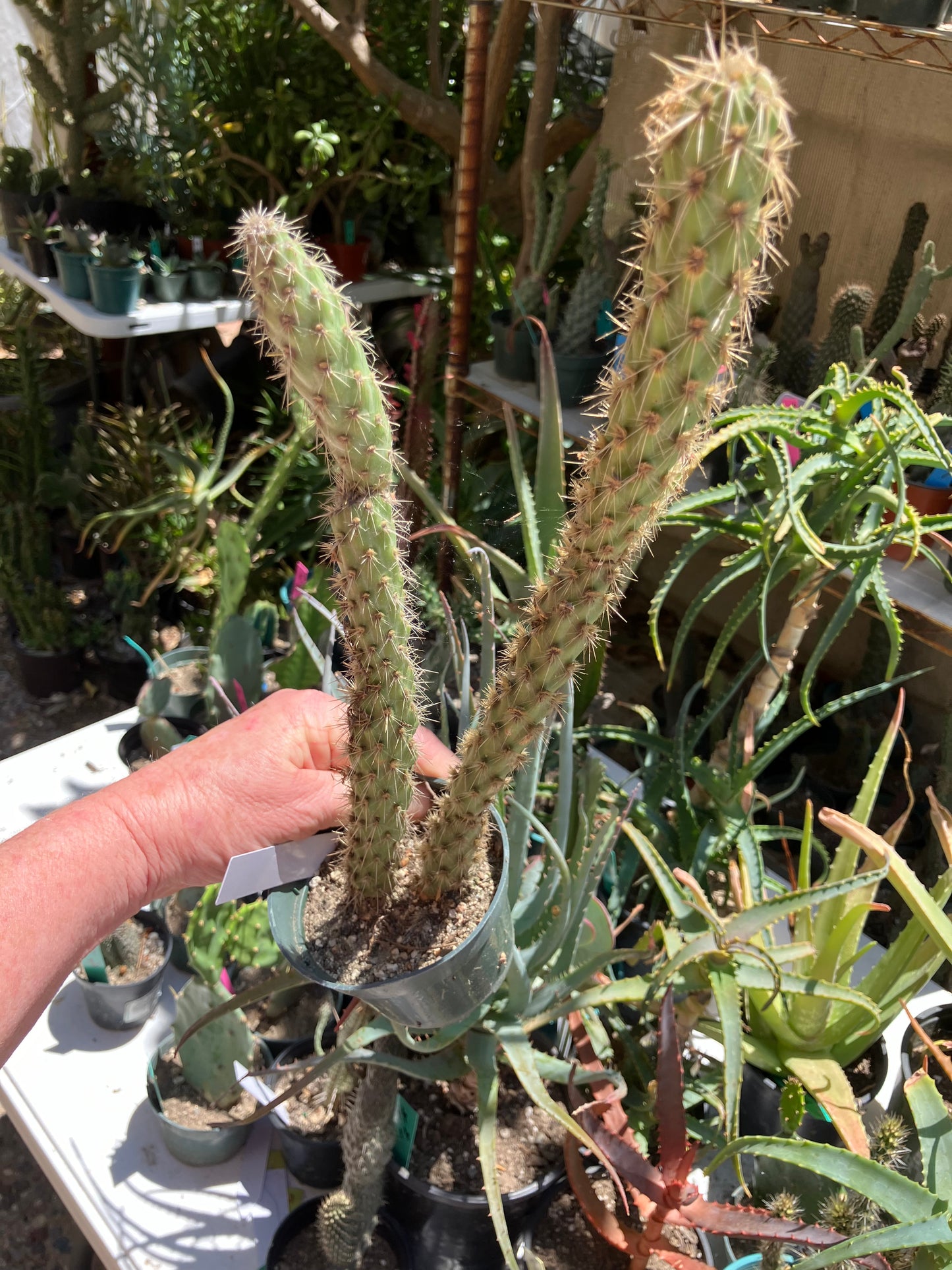 Cholla Cylindropuntia  Buckhorn  Cactus 14”Tall #014W