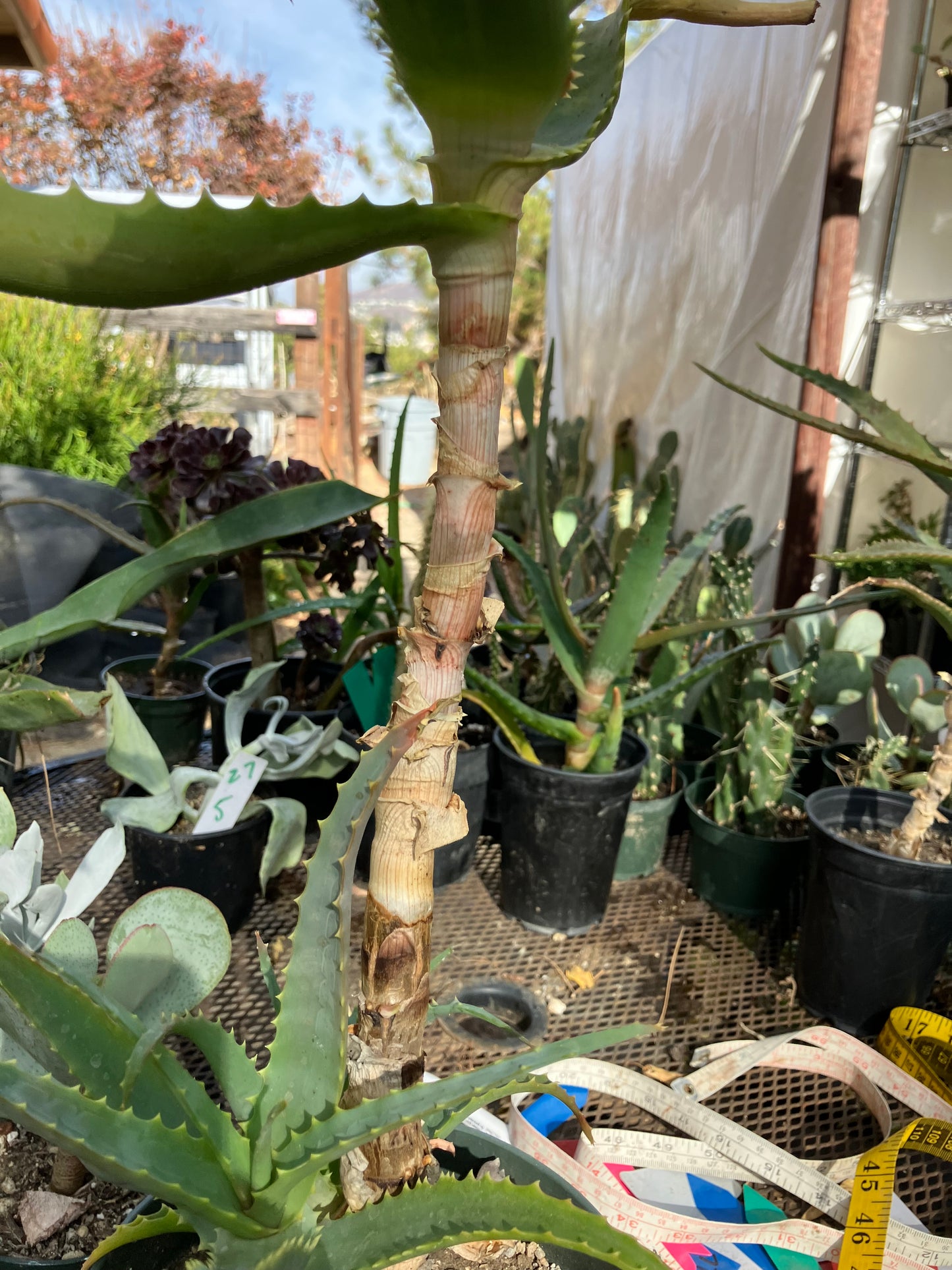 Aloe arborescens Torch Aloe 23"Tall 6Yr Old Succulent Plant #136R