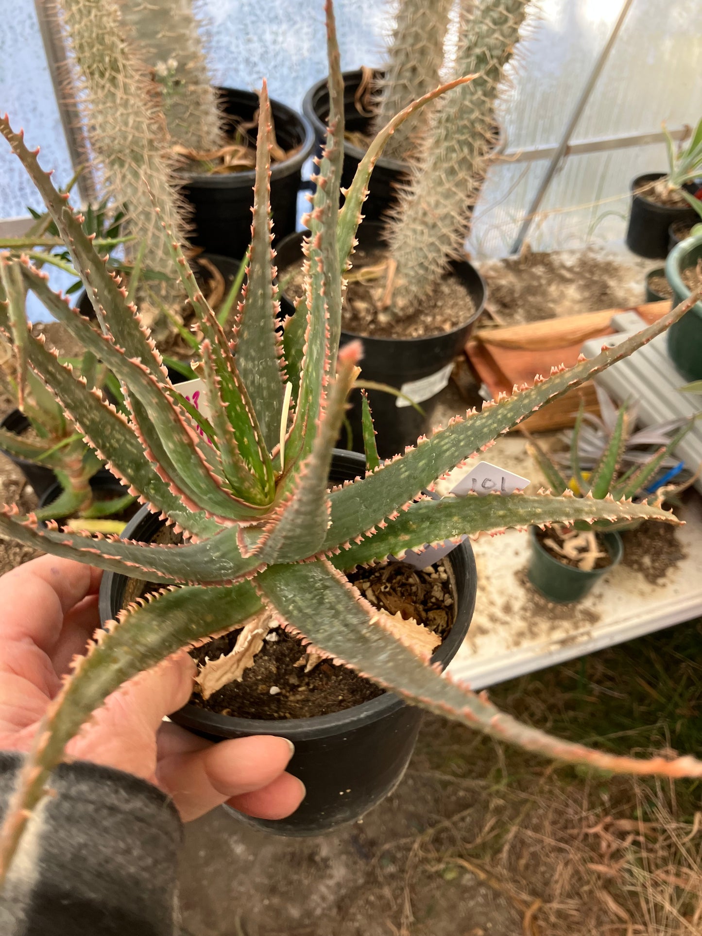 Aloe  Swordfish Succulent 7" Wide #093W