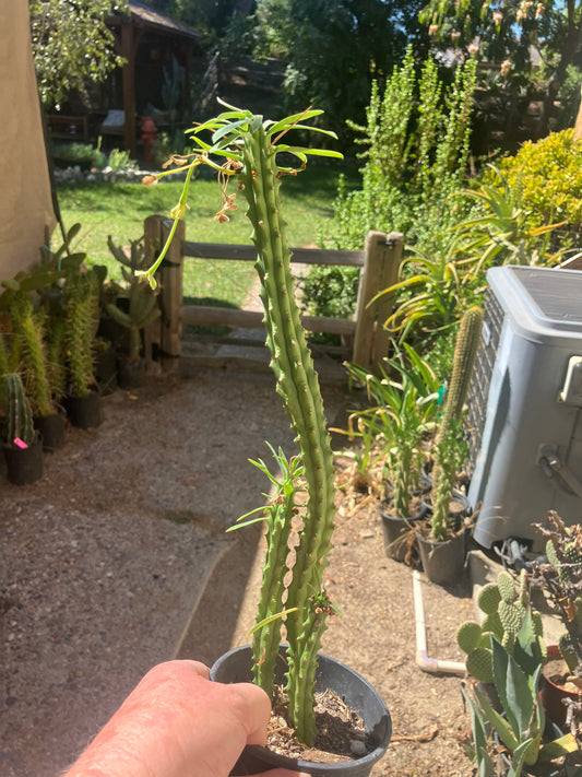 Euphorbia loricata African Palm Tree 13"Tall #231P