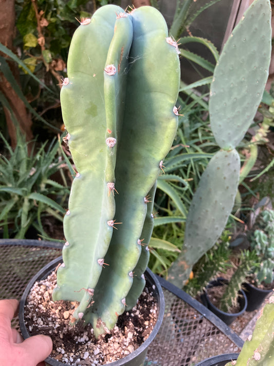 Cereus Peruvianus Night Blooming 13"Tall #113P