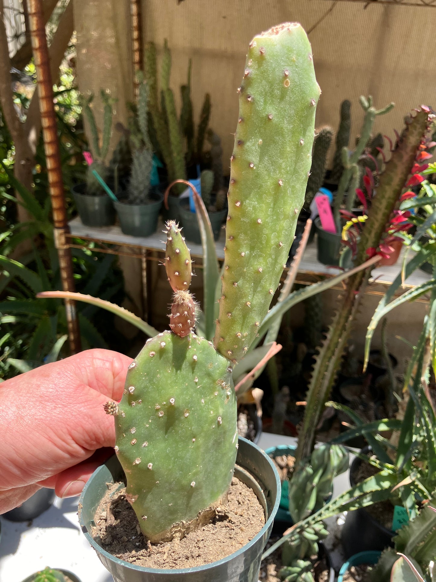 Opuntia Emerald wave Cactus 9”Tall 5" Wide #91P