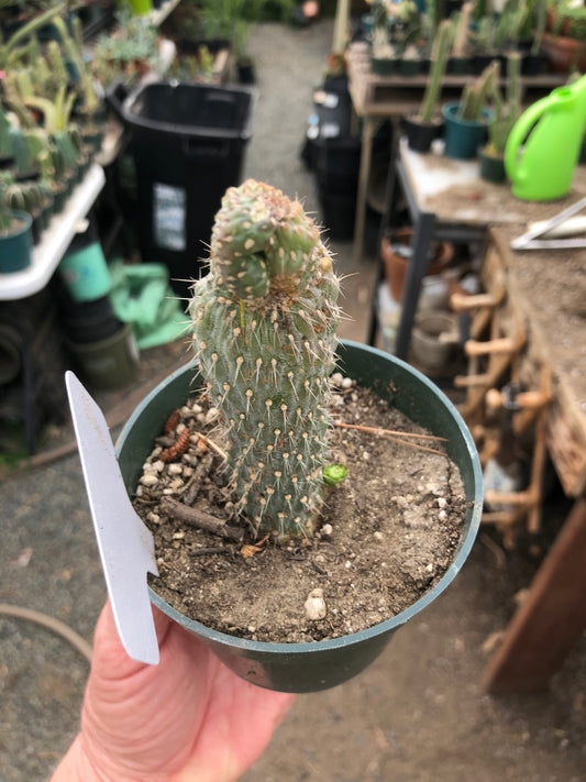 Cylindropuntia fulgida Cholla Boxing Glove Cactus Crest 4"Tall #10W