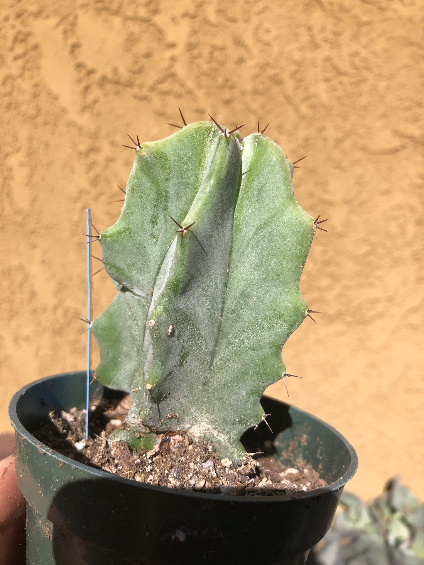 Lemaireocereus pruinosus Grey Ghost 4"Tall 2"Wide #5B