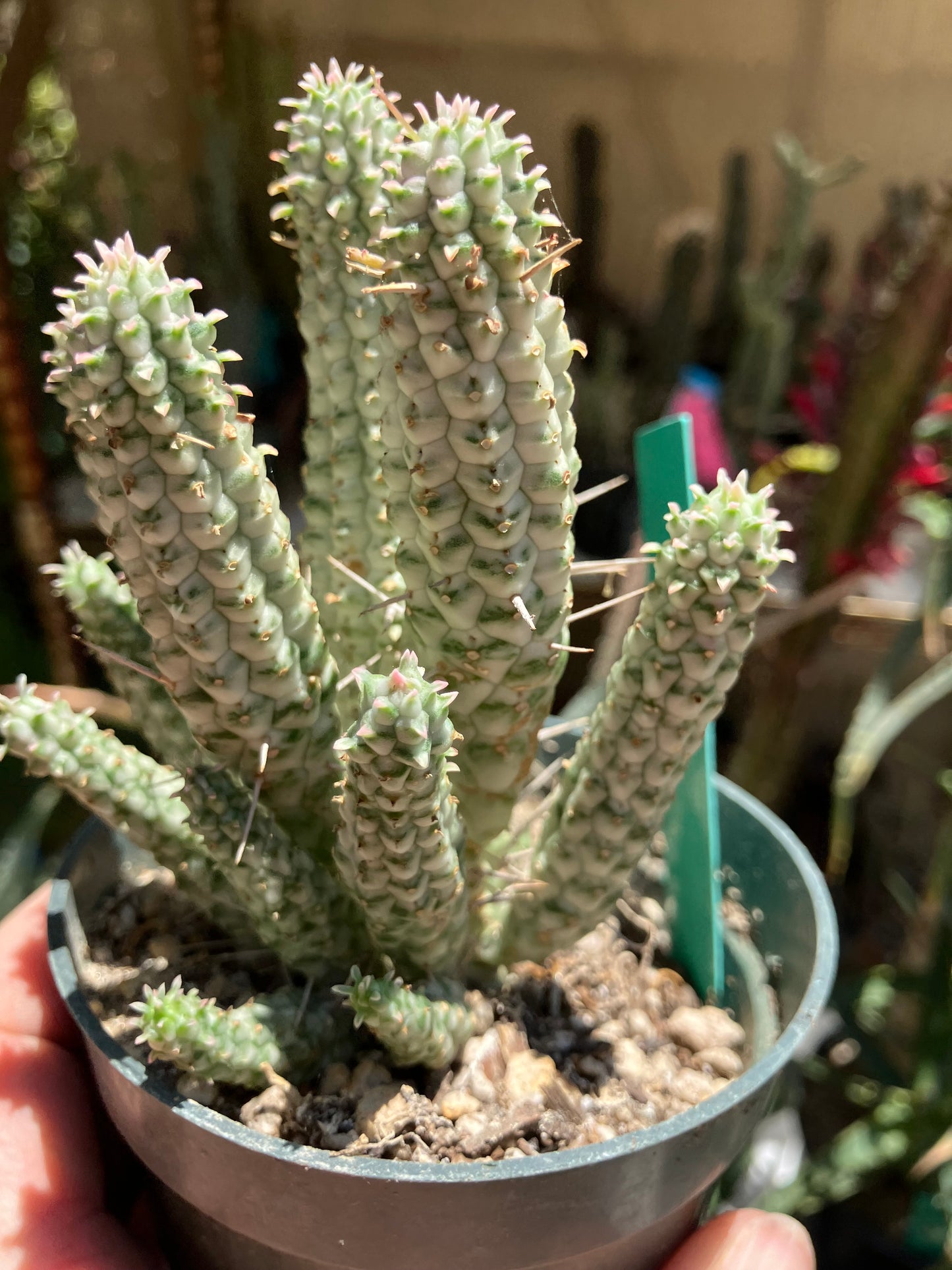 Euphorbia mammillarias Corn Cob 5.5"Tall #050