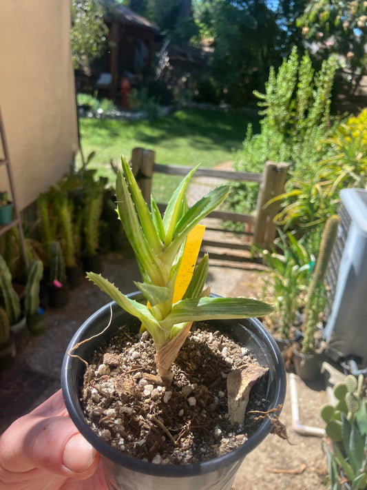 Aloe nobilis variegated Succulent 4" Tall #041Y