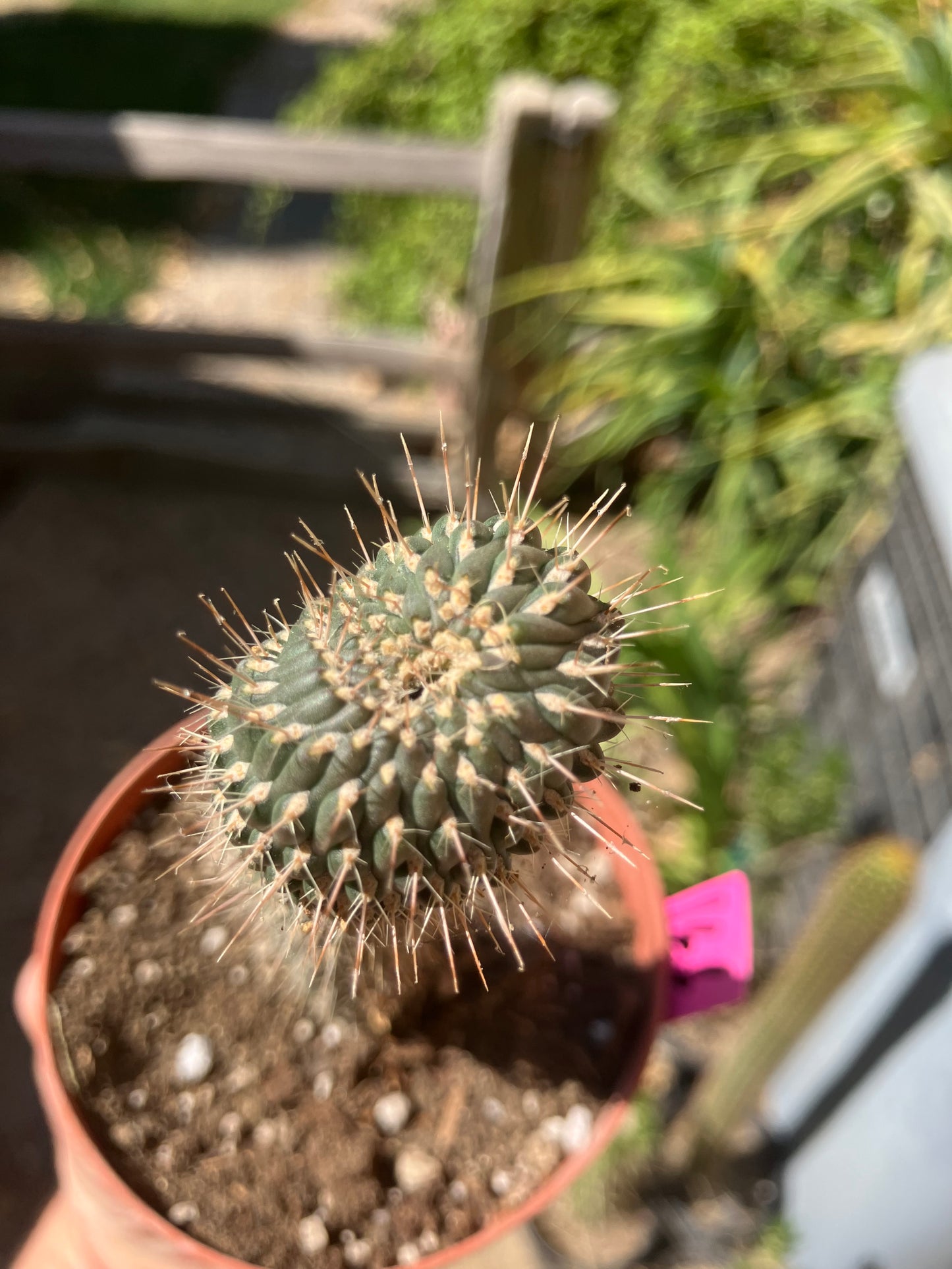 Cylindropuntia fulgida Cholla Boxing Glove Cactus Crest 4"Tall #166P