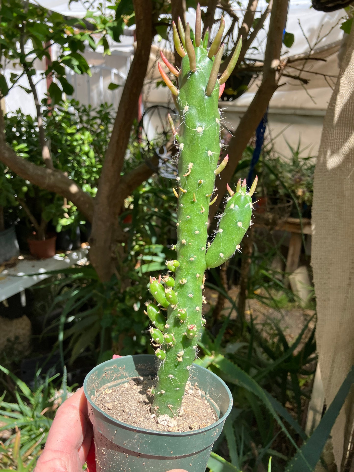 Austrocylindropuntia Cactus Gumbi Mini Eve's Needle 10"Tall #60R