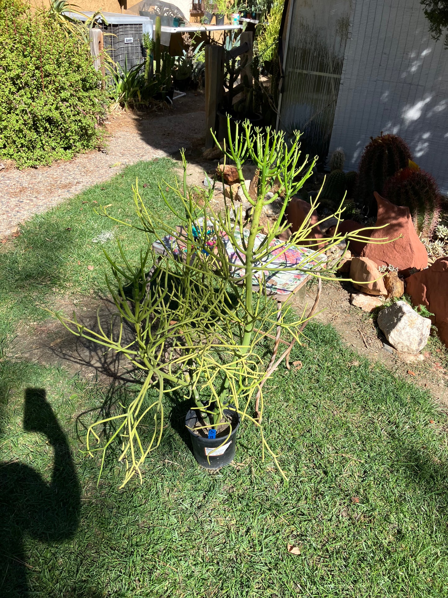 Euphorbia tirucalli Pencil Cactus/Succulent 39"Tall 27"Wide #28B