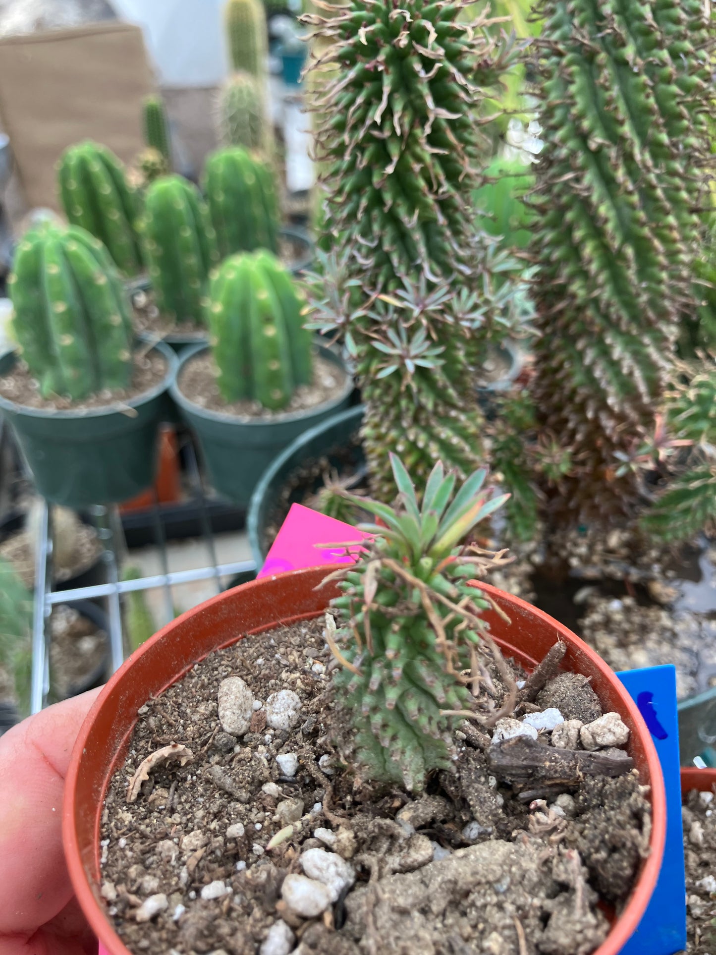 Euphorbia Twinkle Twirl  2" Tall #203P