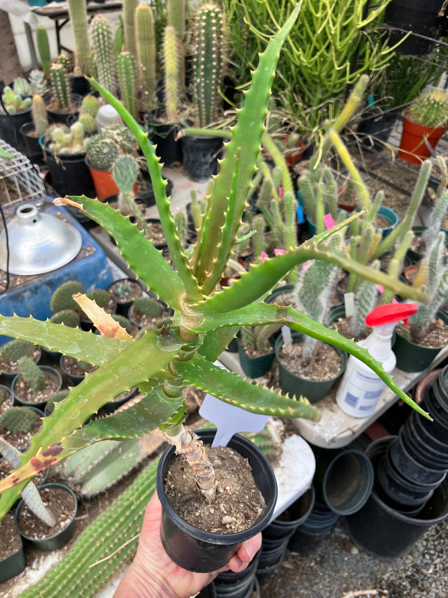 Aloe congolensis Congo Aloe Succulent 14”Tall #12W