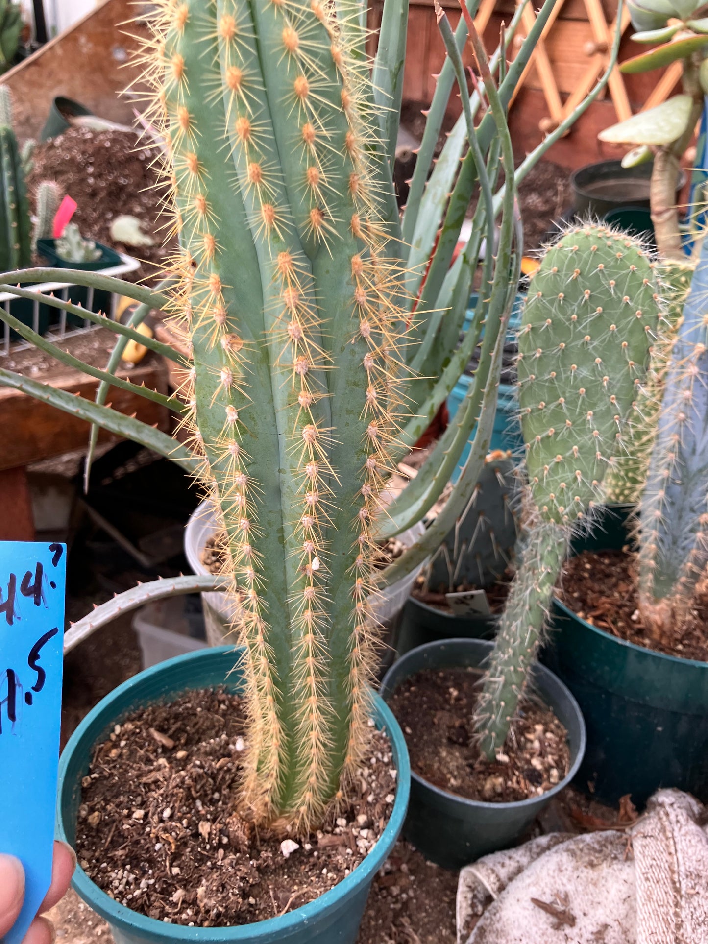 Pilosocereus Piauhyensis Gorgeous Thick Specimen 11.5” Tall #44B