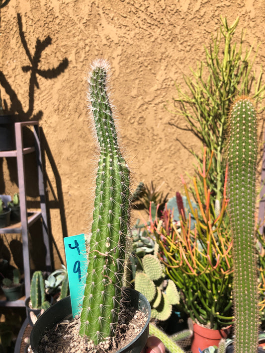 Echinocereus pensilis Snake Cactus Plant 9"Tall #4G