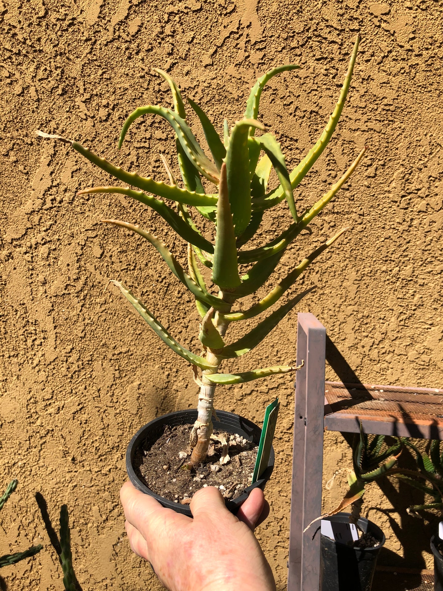 Aloe congolensis Congo Aloe Succulent 13”Tall #130Y