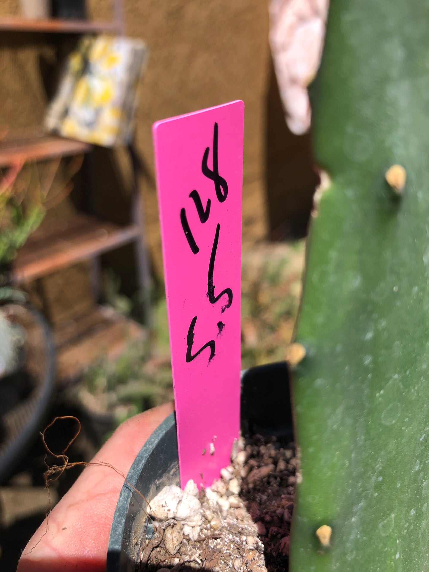 Opuntia Emerald wave Cactus 5.5”Tall #128P