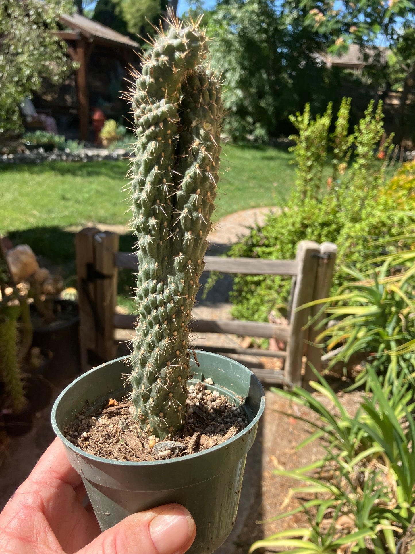 Cylindropuntia fulgida Cholla Boxing Glove Cactus Crest 7.5"Tall #57P