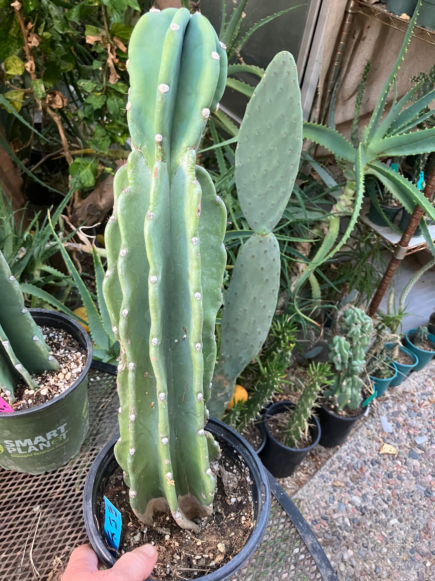 Cereus Peruvianus Night Blooming 17"Tall #117B