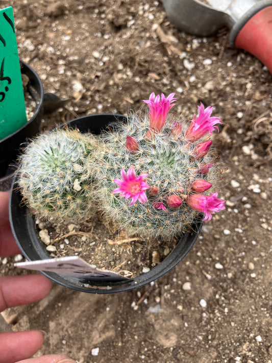 Mammillaria bocasana rosalviflora Powder Puff Cluster 4"W #47W"This Plant"