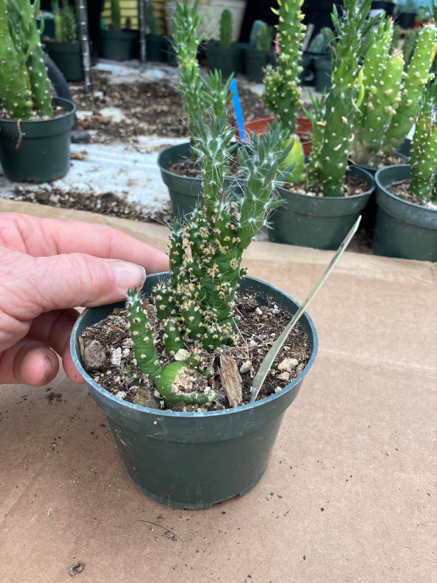 Austrocylindropuntia Cactus Gumbi Mini Eve's Needle 3"Tall #3Y