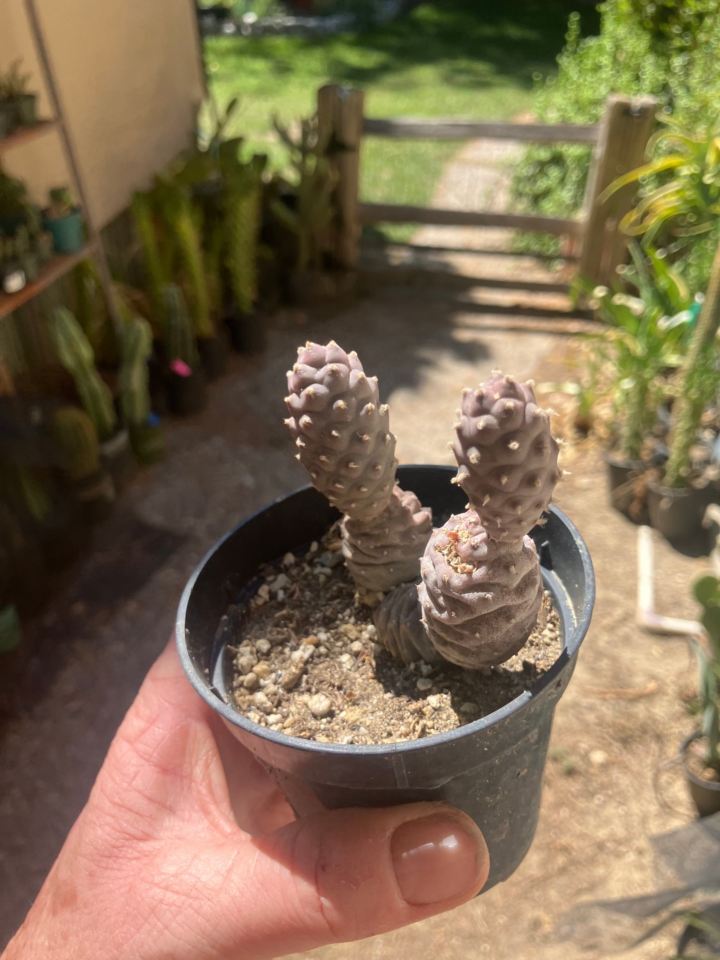 Pine Cone Cactus  Tephrocactus~ articulatus   var. diadematus Pinecone 2.5"Tall