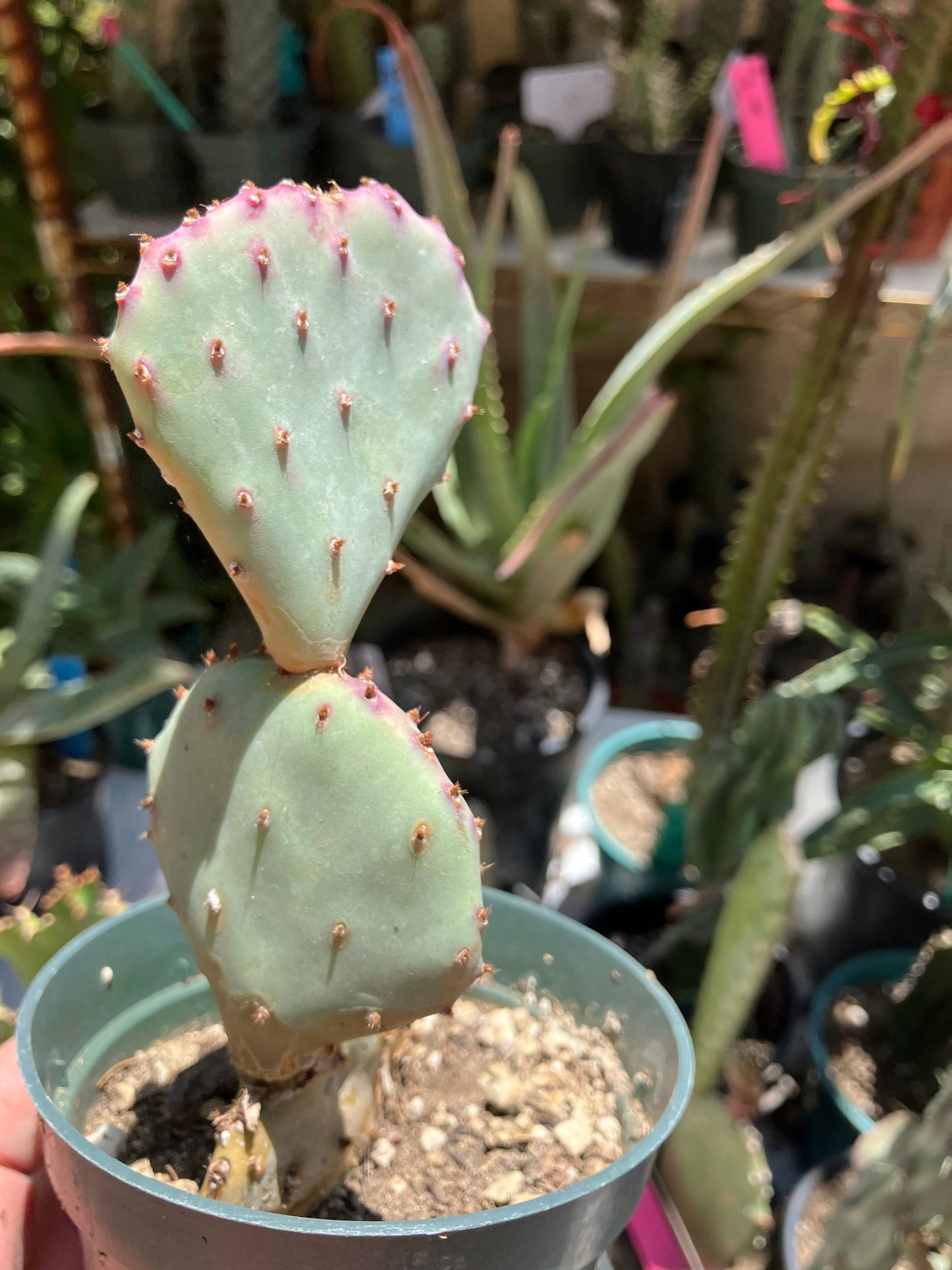 Opuntia Santa Rita Purple Prickly Pear 3.5"Tall #3W