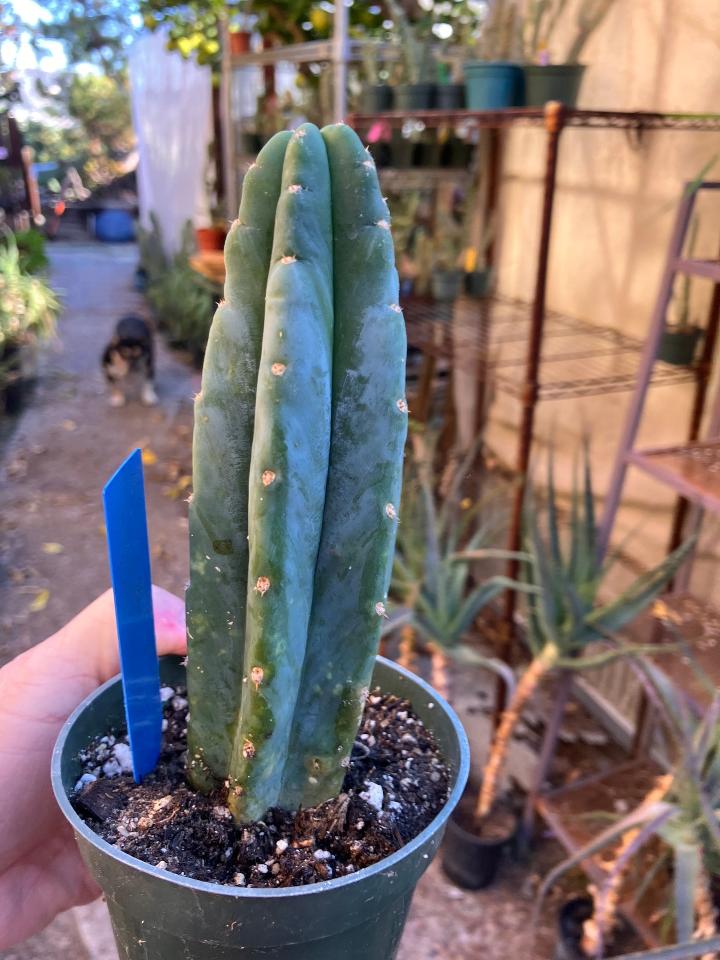 San Pedro Cactus - Trichocereus pachanoi 6"Tall #20B