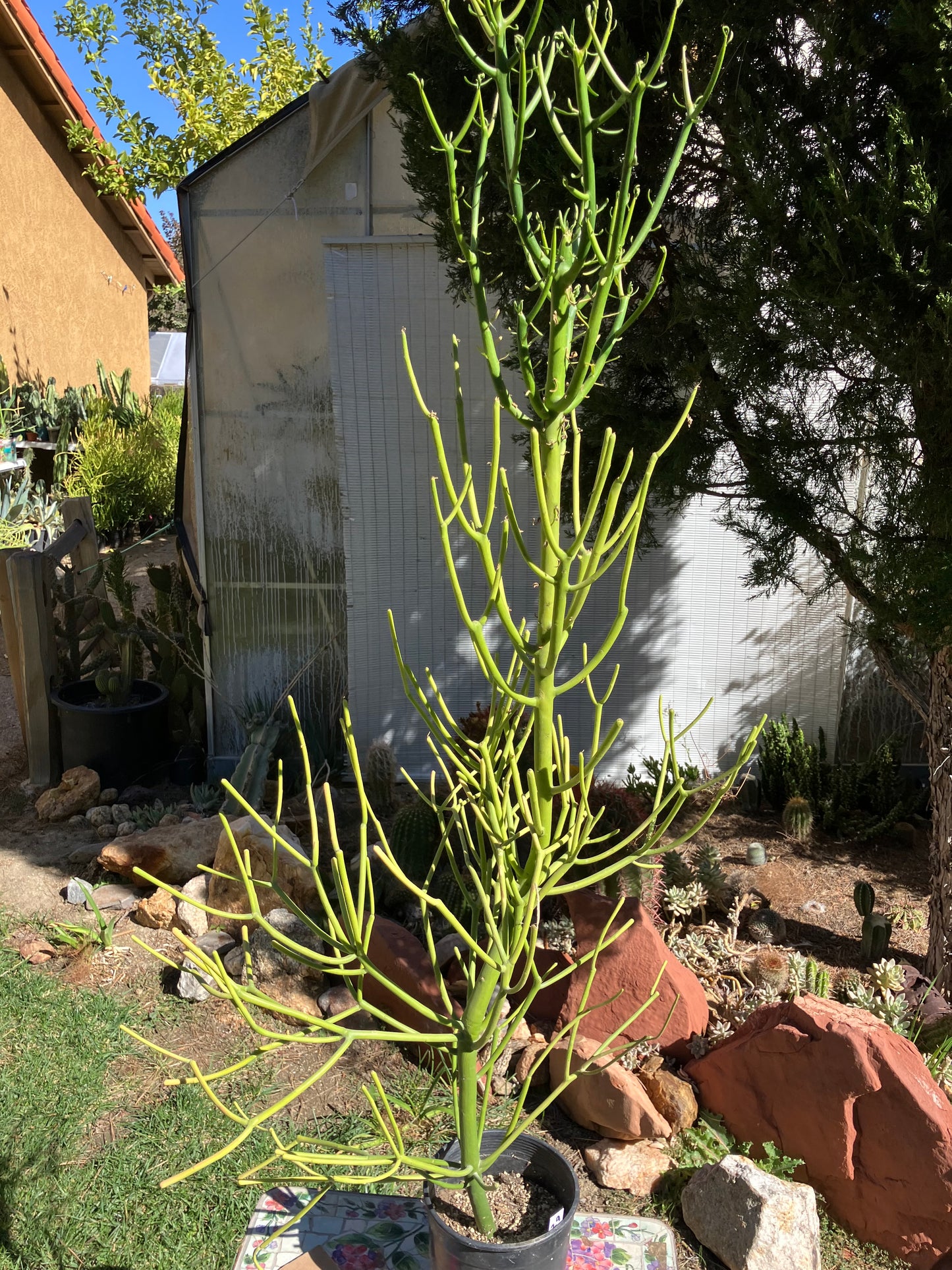 Euphorbia tirucalli Pencil Cactus/Succulent 46"Tall 20"Wide #29W