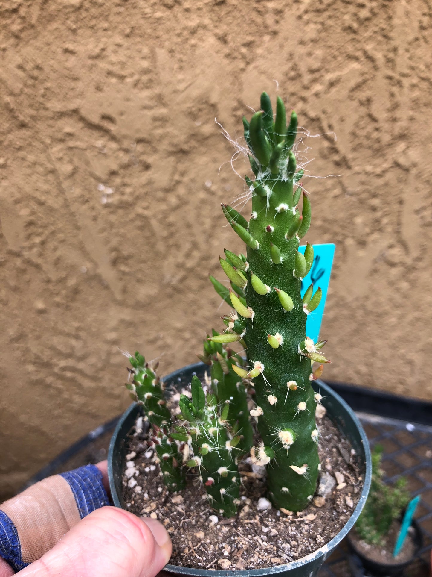 Austrocylindropuntia Cactus Gumbi Mini Eve's Needle 5"Tall #56G