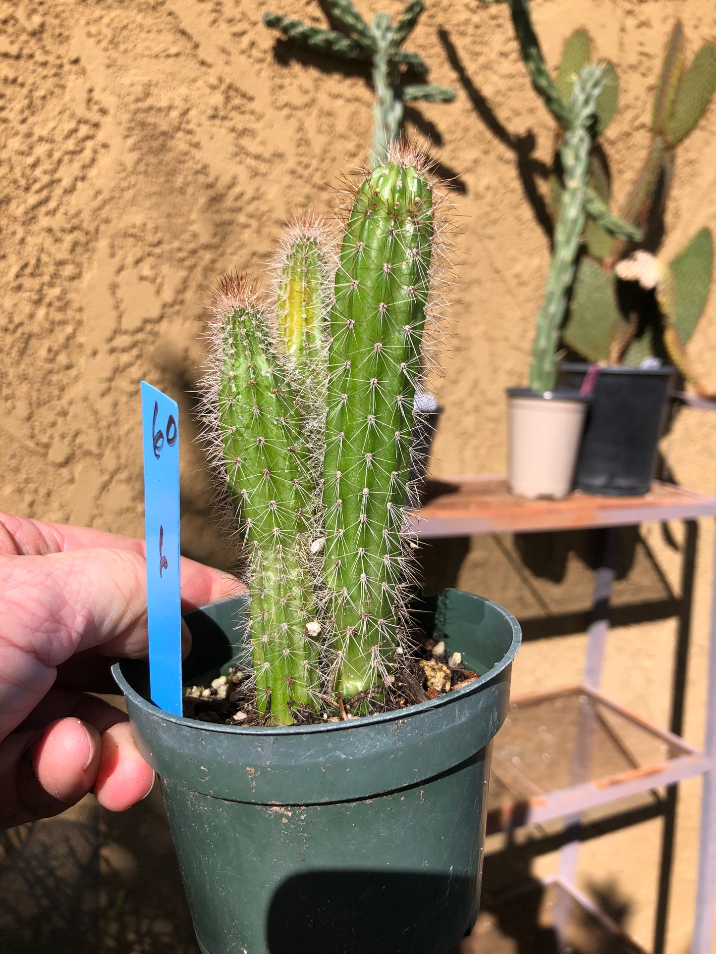 Echinocereus pensilis Snake Cactus Plant 6"Tall #60B