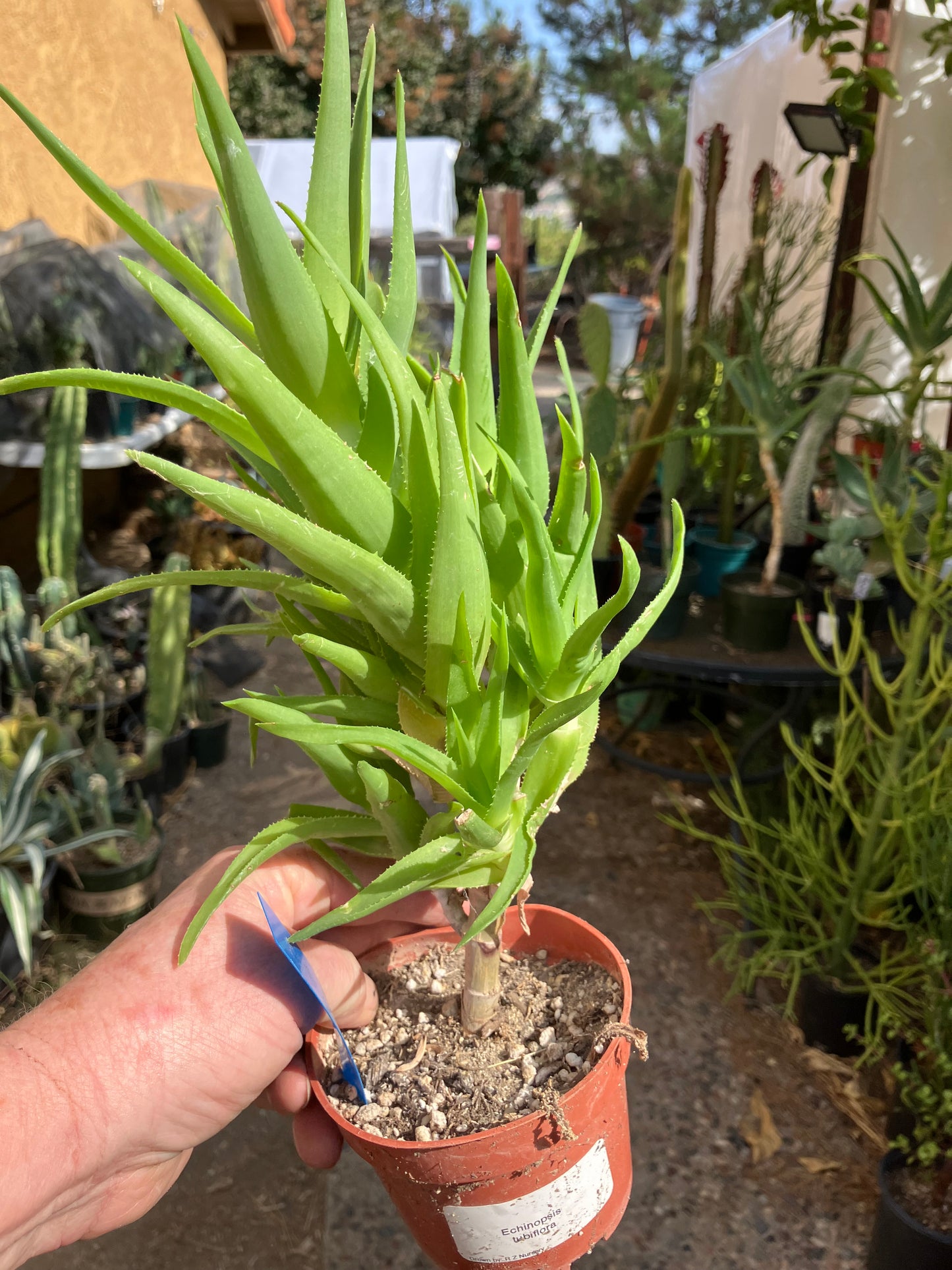 Aloe Ciliaris x Delaeti Hybrid Climbing Succulent 11”Tall 7"Wide #113B