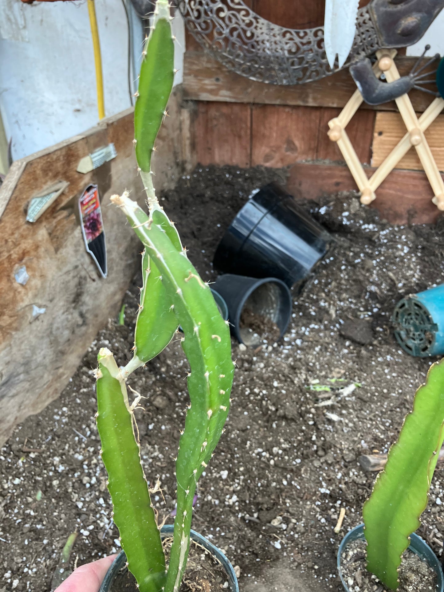 Dragon Fruit Plant Rooted Pitaya or Pitahaya 16" Tall #16G